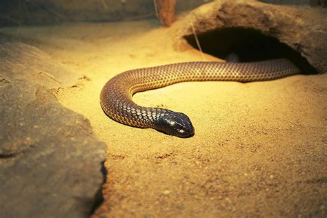 The Most Dangerous Venomous Snakes: Australia, New Guinea