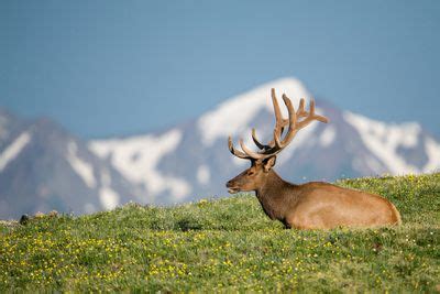 Geology and Wildlife of the Appalachian Mountains