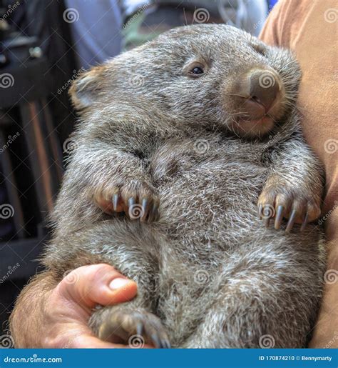 Wombat Royalty-Free Stock Photography | CartoonDealer.com #60502103