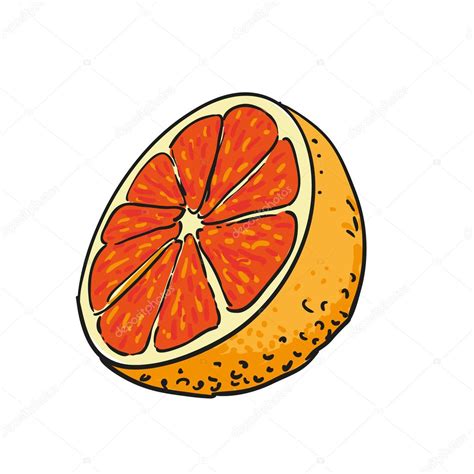 Grapefruit hand drawn fruits isolated vector — Stock Vector © volodmar ...