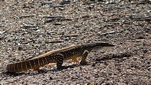 Sand goanna Facts for Kids