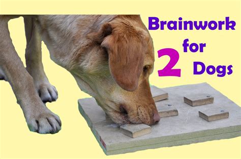 DIY dog brain games; dog enrichment activities ; dog food toys | Dog ...