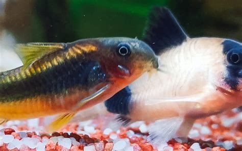 Top 12 Best Cory Catfish Types To Get For Your Aquarium