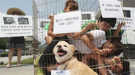 Dog-eating festival, South Korea: Inside ‘Boknal’ where superstition ...