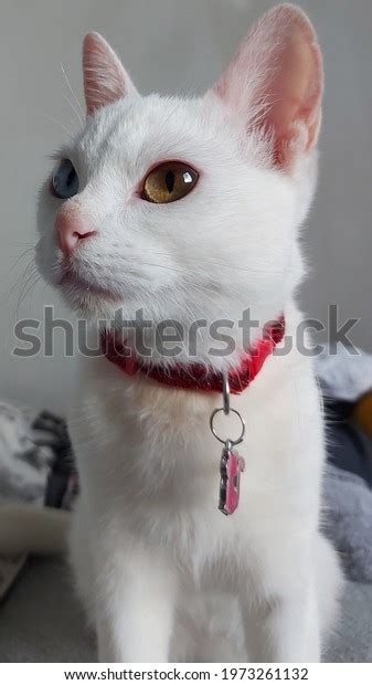 Albino Cat Heterochromia Red Collar Stock Photo 1973261132 | Shutterstock