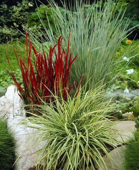 Gorgeous Grasses Collection - FIVE Different Ornamental Grasses