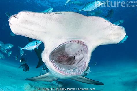 Stock photo of Great hammerhead shark (Sphyrna mokarran) mouth wide ...