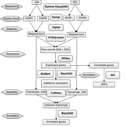 RNA-Seq pipeline. Flowchart illustrates the bioinformatics pipeline ...