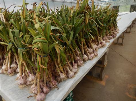 Harmony Valley Farm: Garlic Harvest 2017 - It All Depends on the Weather!