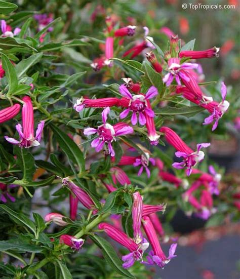 Cuphea hybrid 'Twinkle Pink', Cuphea - TopTropicals.com