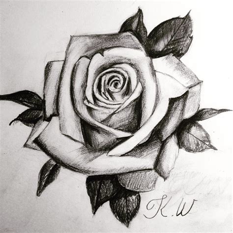 Pencil Sketch Rose Flower Drawing Easy - Denue Voconesto