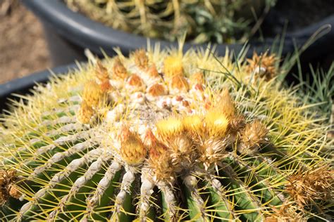 Golden Barrel Cactus — GDNC Nursery