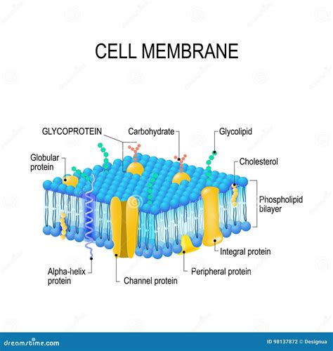 Cell membrane stock vector. Illustration of cellular - 98137872