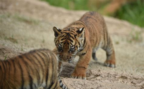 Sumatran Tiger Cubs