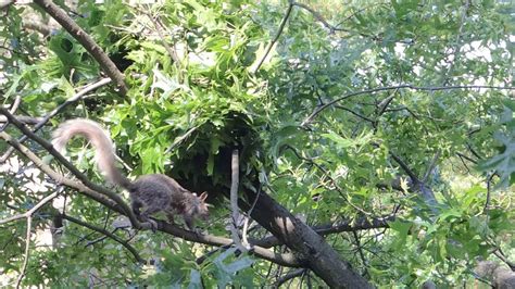 Grey Squirrel Nest Building - YouTube