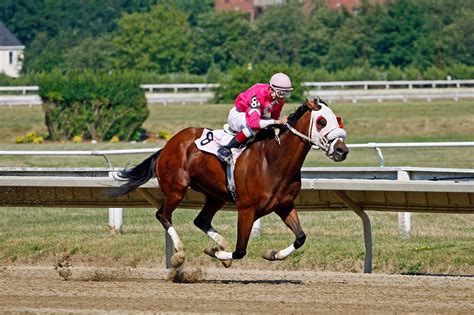 Bred for Speed, Born to Run: Racing Breeds 101 - Horse Rookie