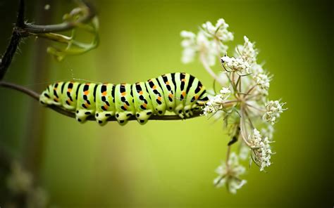 Caterpillar Picture - Image Abyss