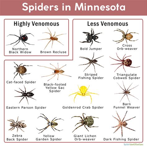 Spiders in Minnesota: List with Pictures