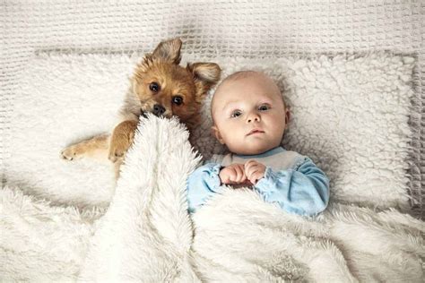 Is It Safe For Dogs To Be Around Babies