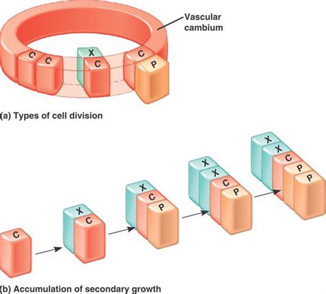 vascular-cambium.html 35_19CambiumCellDivision.jpg