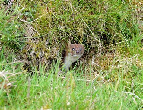 New Zealand is exterminating all rats and non-native predators