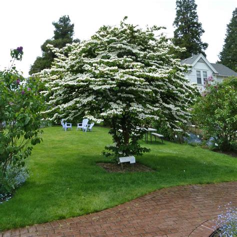 Viburnum mariesii, the "wedding cake" Viburnum plicatum