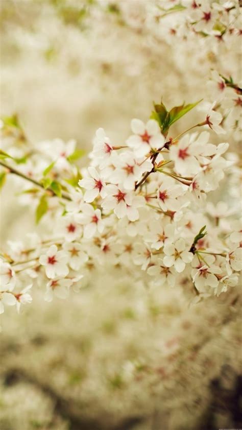 Romantic White Cherry Blossom Branch iPhone 6 wallpaper