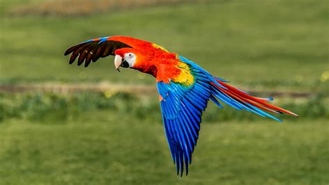 Different Types of Pet Macaws