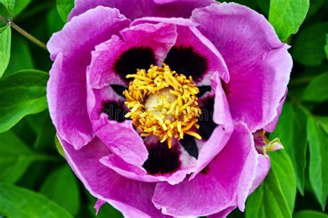 Lush Pink Peony Flower in Spring Garden Stock Photo - Image of ...