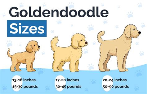 Petite Goldendoodle Size