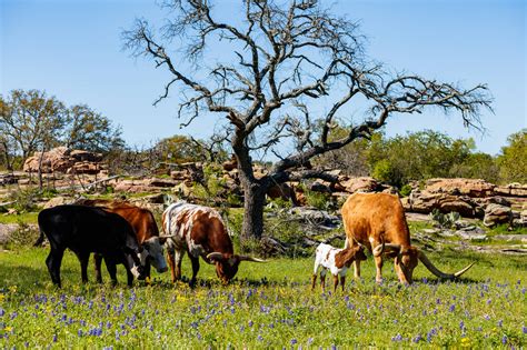 Should I Buy a Texas Ranch? - Paramount Property Analysts