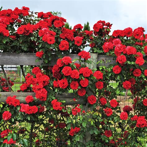 What Flowers Go With Roses In A Garden - 6 Gorgeous Rose Bushes You ...