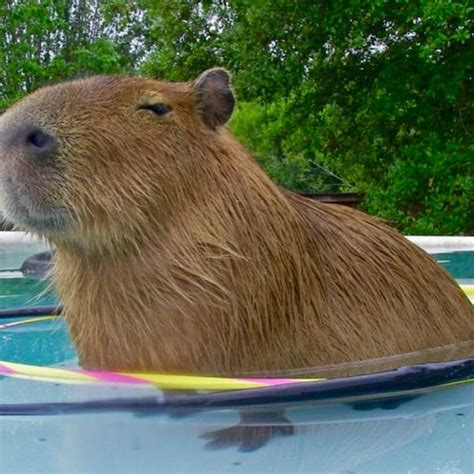 CAPYBARA IN A SWIMMING POOL | Capybara, Capybara pet, Animals