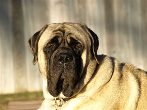 a large brown dog sitting on top of a wooden floor next to a fence and ...