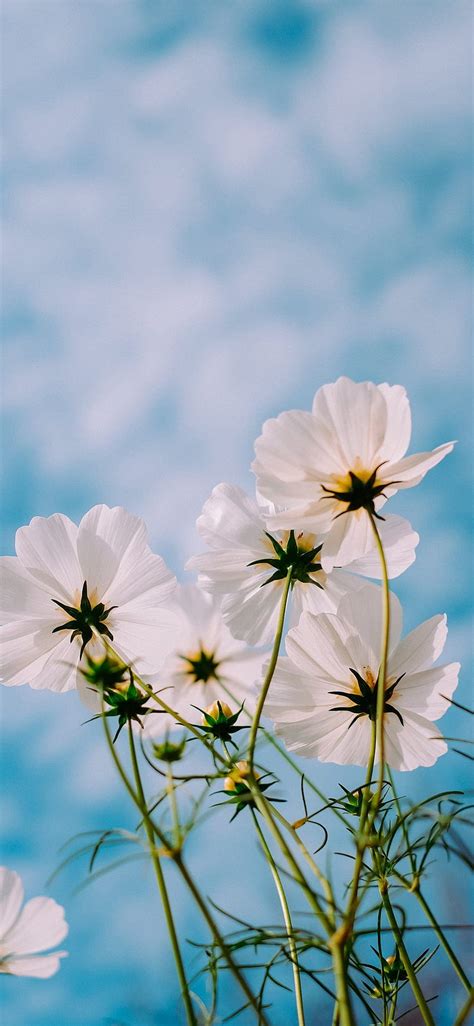 Best flower iPhone 11, aesthetic sky flowers HD phone wallpaper | Pxfuel