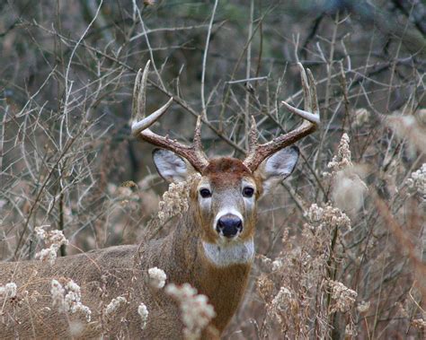 White-tailed Deer (Buck 8 Point) | I took 20 pictures of thi… | Flickr