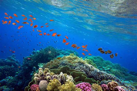 Geo explainer: The threats to coral reefs - Geographical