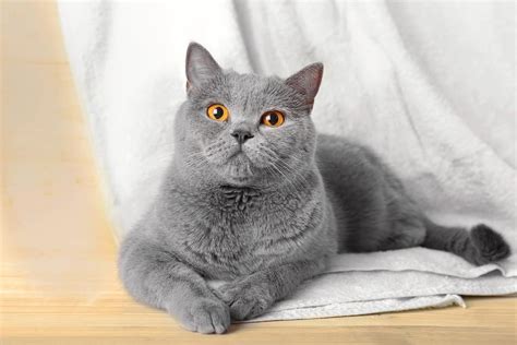 15 Beautiful Grey Cat Breeds You’ll Want to Adopt