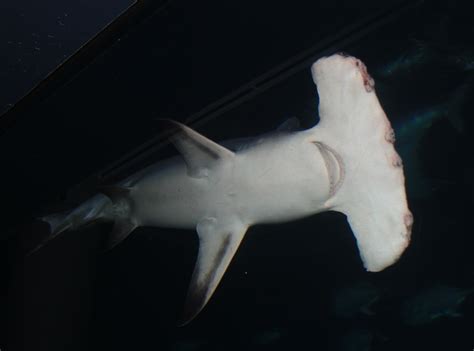 Great Hammerhead Shark | Sphyrna mokarran | Shark Database