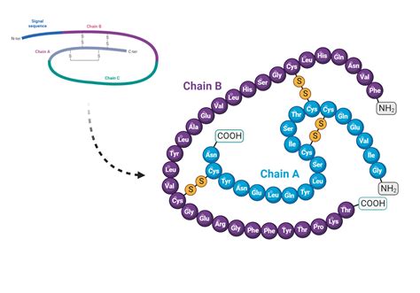 Insulin Physiology And Clinical Applications - My Endo Consult