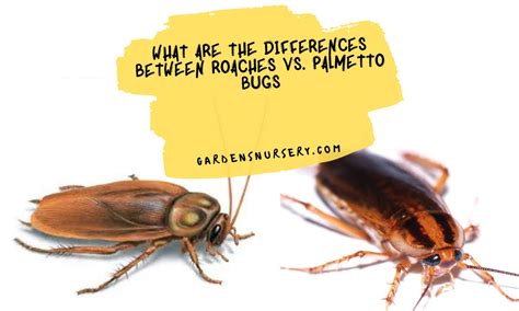 What Are The Differences Between Roaches Vs. Palmetto Bugs