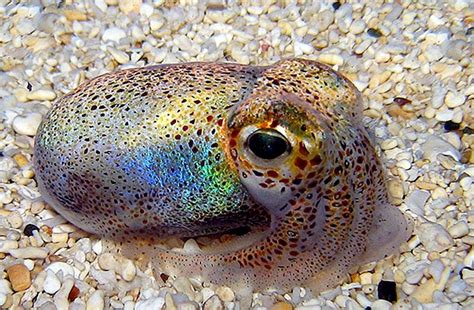 Hawaiian Bobtail Squid – "OCEAN TREASURES" Memorial Library