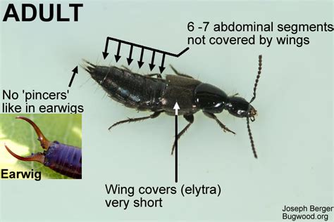 Rove Beetle | NC State Extension