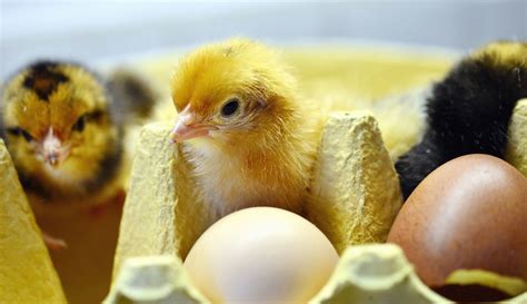 Free picture: chicken, incubator, egg