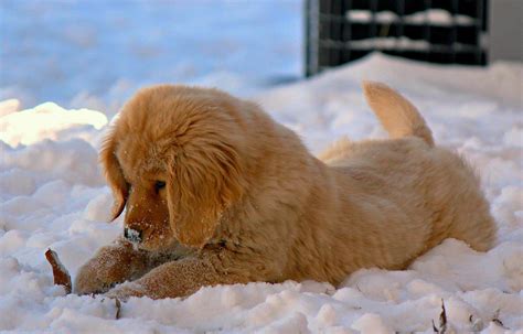 https://www.google.com/search?q=english+golden+retriever+in+the+snow ...