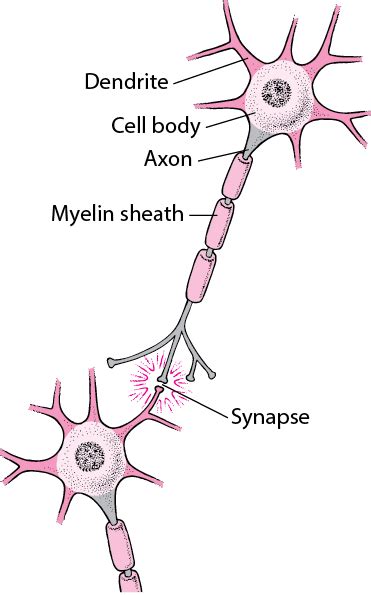 Figure: Typical Structure of a Nerve Cell - MSD Manual Consumer Version