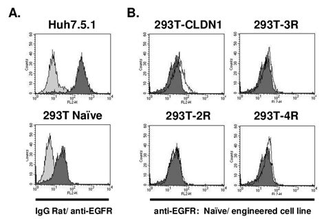 EGFR is not overexpressed during the selection process. A. EGFR ...