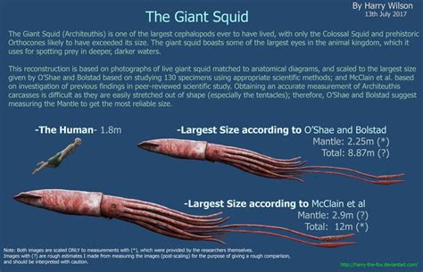 Giant squid, Colossal squid, Squid