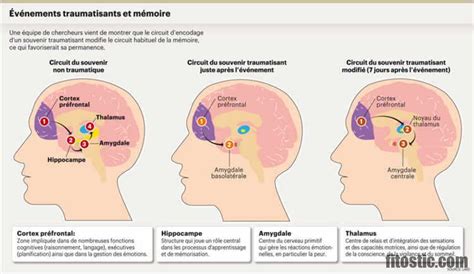 Quelle est la partie du cerveau qui gère les émotions ? - Fitostic.com ...