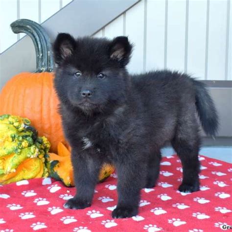 Akita Mix Puppies For Sale | Greenfield Puppies